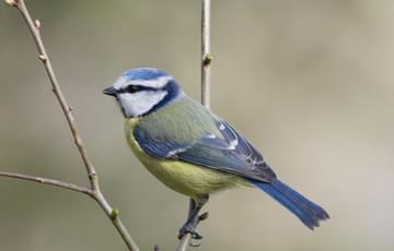 A blue tit standing on a twig