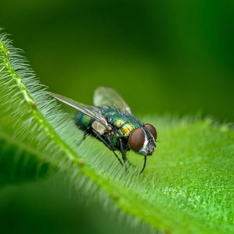 A bluebottle fly on a hairy leaf