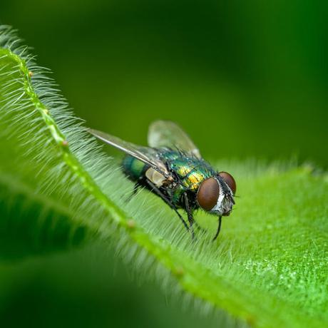 A bluebottle fly on a hairy leaf