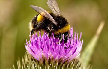 A bumblebee on a thistle