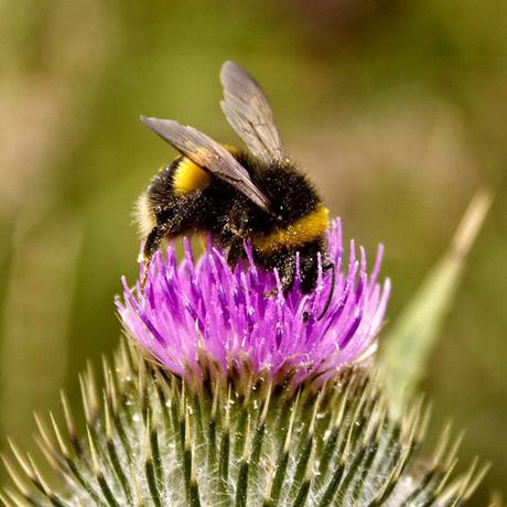 A bumblebee on a thistle