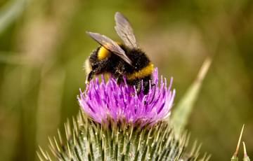 A bumblebee on top of a thistle