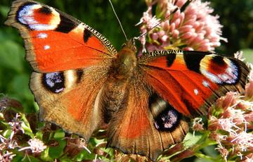 A butterfly with its wings open