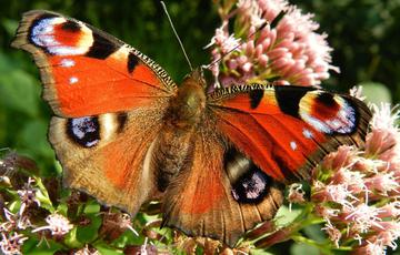 A Peacock Butterfly with its wings open