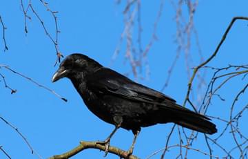 A crow standing on the branch of a bare tree