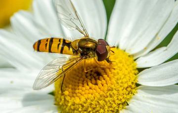 A hover fly in the middle of a daisy