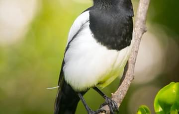 A magpie standing on a branch