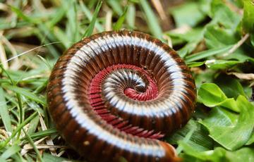 A millipede curled up in a spiral shape on some grass