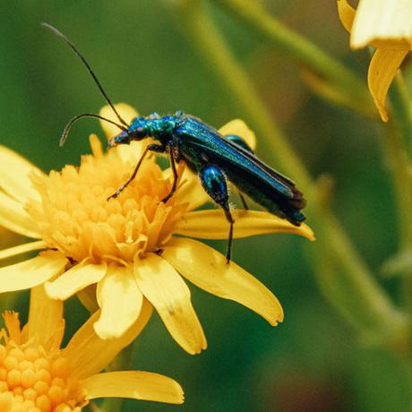 An oil beetle on a yellow flower