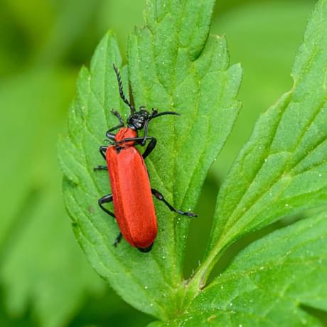 A red soldier beetle on a leaf