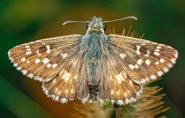 A silvery moth with its wings open