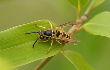 A wasp on a leaf