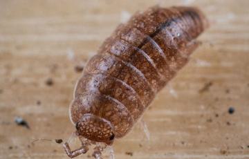 A woodlouse on a wooden floor