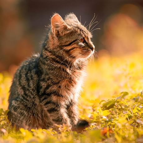 A brown striped tabby cat sat on some grass
