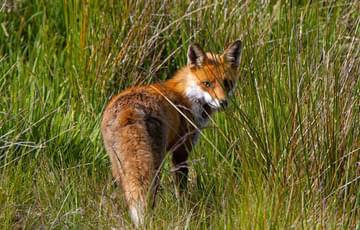 A fox standing in long grass