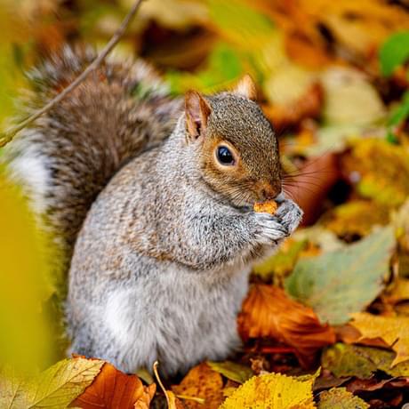 A grey squirrel eating a nut on orange and brown leaves