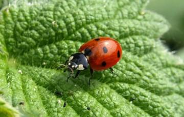 A ladybug on a leaf