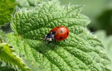 A ladybug sat on a leaf