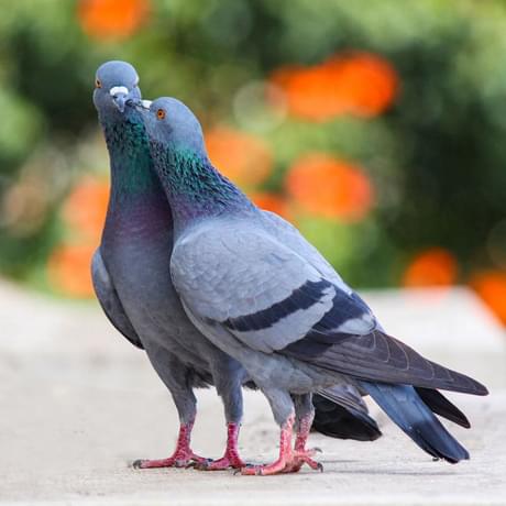Two pigeons with their heads together