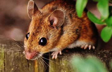 A brown wood mouse climbing over a wooden fence post