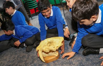 A group of school children sitting on the floor looking at an animal skull as part of a teaching session.