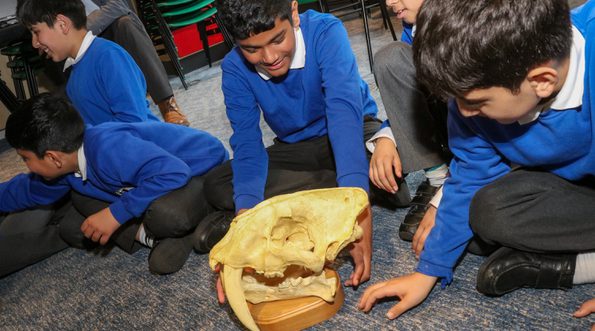 A group of school children sitting on the floor looking at an animal skull as part of a teaching session.