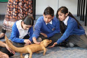 Three school children looking and stroking a taxidermy crocodile as part of a school session.