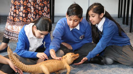 Three school children looking and stroking a taxidermy crocodile as part of a school session.