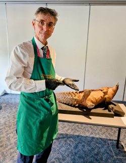 A staff member holding a sample scale from a taxidermy Pangolin.