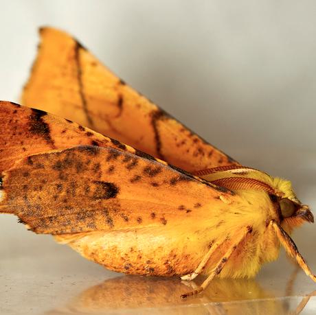 A side view of golden coloured moth.