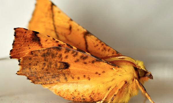 A side view of golden coloured moth.