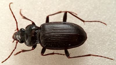 A black beetle.