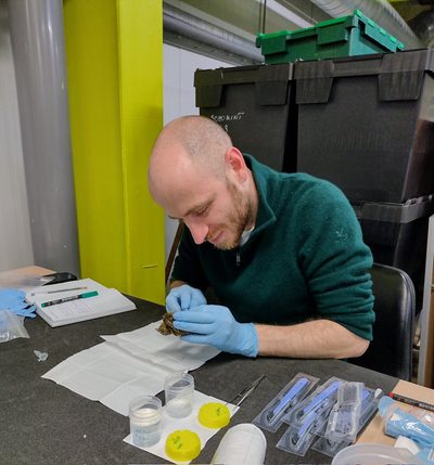 A man at a desk taking samples from a taxidermy Nightjar specimen.