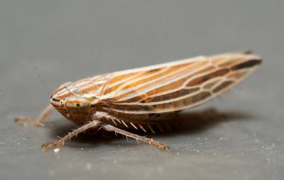 A brown and cream insect on a grey background.