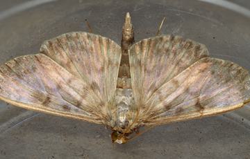 A view of a brown and transparent coloured moth from above.