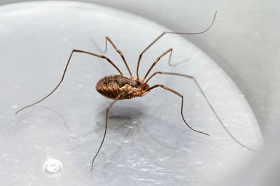 A spider with thin long legs on a plastic dish.
