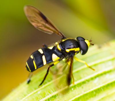 A black and yellow insect with its wings open on a green leaf.