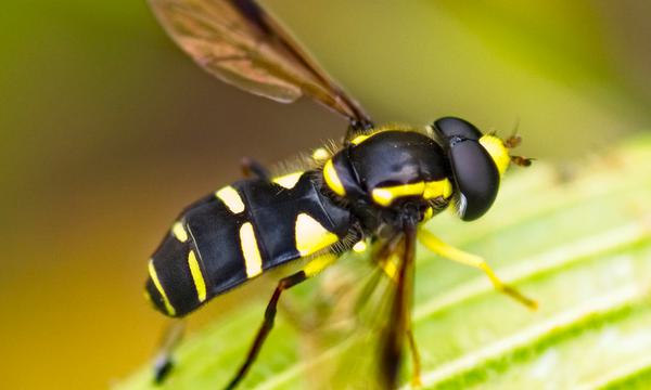 A black and yellow insect with its wings open on a green leaf.