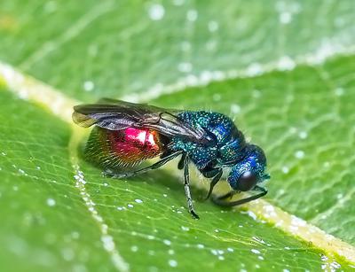 A wasp with a dark metallic black blue body and red bottom half on a leaf.