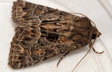 A view of a dark brown moth from above.