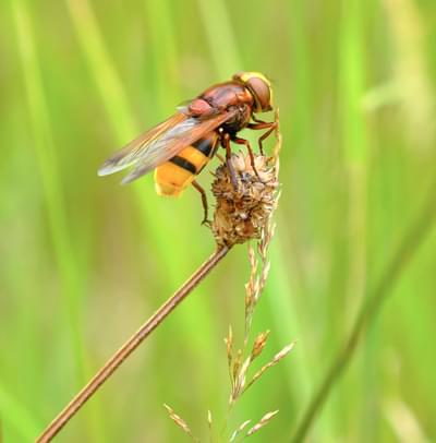 A red and yellow striped fly on a flower.