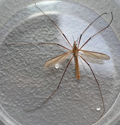 A insect with long legs and wings on a plastic dish.