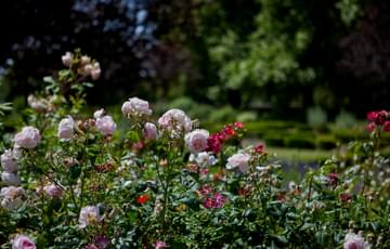 Red and pink roses, with tress in background