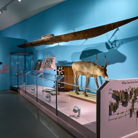 A collection of artefacts on display including a kayak and reindeer.