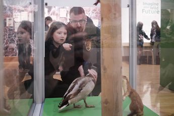 An adult and child looking a a display case of taxidermy ducks.