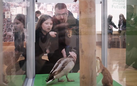 An adult and child looking a a display case of taxidermy ducks.