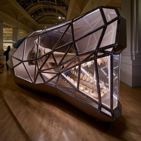 A large skull with teeth in it cased in a head shaped display case.