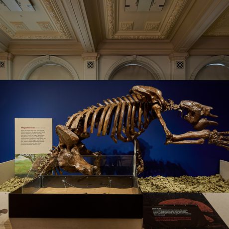 A fossilised skeleton on display.
