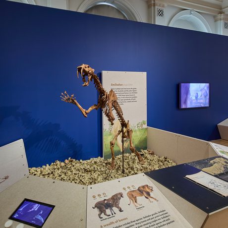 A fossilised skeleton of a sabre toothed cat.