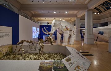An exhibition space with fossilised skeleton on display with life-sized 3D model of a Woolley mammoth in the background.